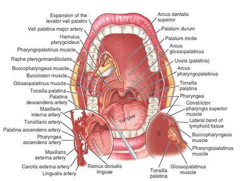 Detailed mouth anatomy www.dentalcapecod.com www.facebook.com/DAOCC ...