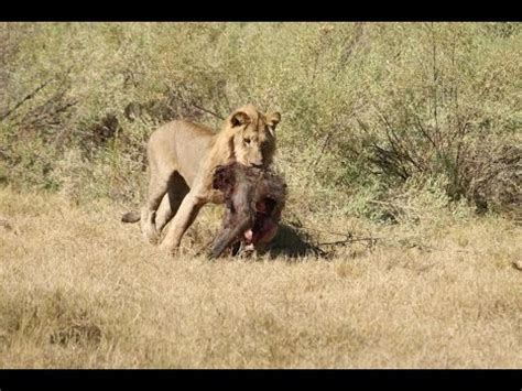 Lion vs Baboon Fight (Best Fight HD) - YouTube