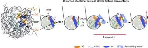 Distortion of histone octamer core promotes nucleosome mobilization by ...