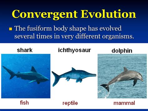 Convergent Evolution | Introduction & Examples