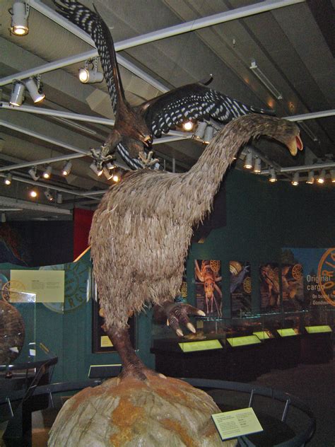 This is a display of a Haast eagle attacking a Moa. These birds used to ...