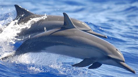 dolphin, Water, Animals, Mammals, Sea Wallpapers HD / Desktop and ...