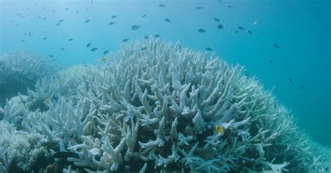 Coral bleaching hits the Great Barrier Reef for the second year in a row