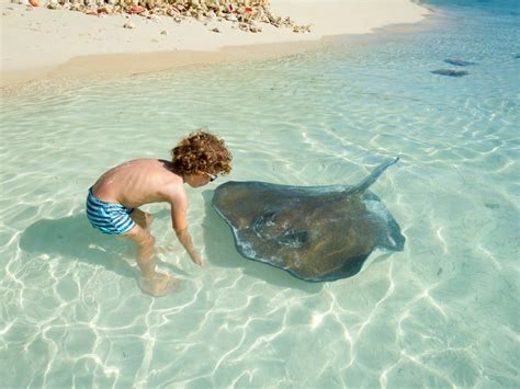 Stringray Injuries: Prevention and Treatment | Poison Control