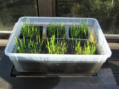 How to grow rice at home - Raindrops Basmati Rice Backyard Aquaponics ...