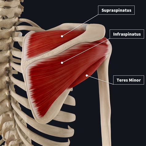 Rotator Cuff Anatomy