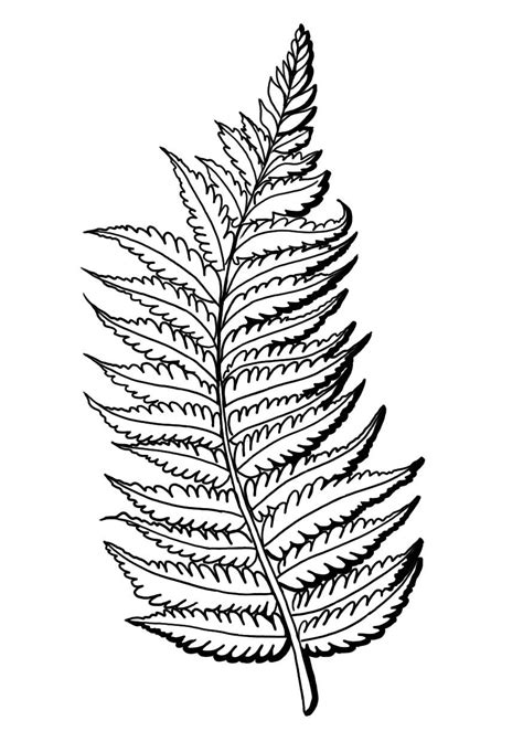 Silver Fern Drawing | Free download on ClipArtMag