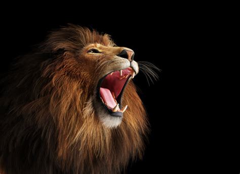 Lion Roaring Face Images