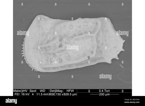 Ostracod hi-res stock photography and images - Alamy