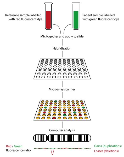 Microarray (array CGH) — Knowledge Hub