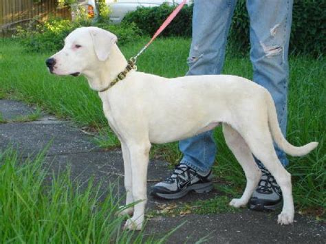 Good-Natured Pointer Mix Needs Home With Family | Bloomingdale, FL Patch