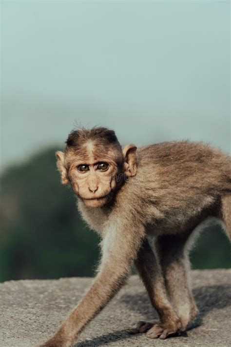 Vertical Shot of a Rhesus Macaque Monkey Walking and Looking at the ...