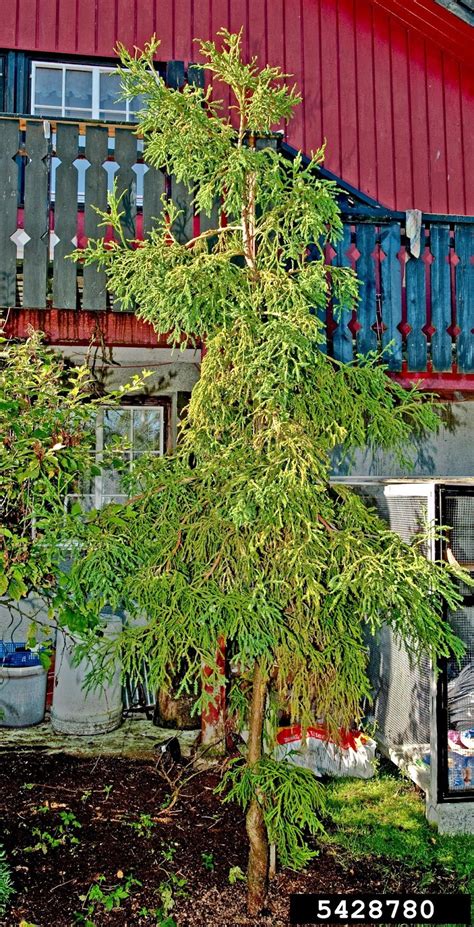 Meet A Tree: Meet the "Cryptomeria" - Cryptomeria japonica