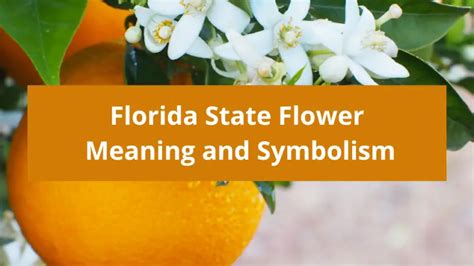 Florida State Flower: Orange Blossom, Meaning and Symbolism