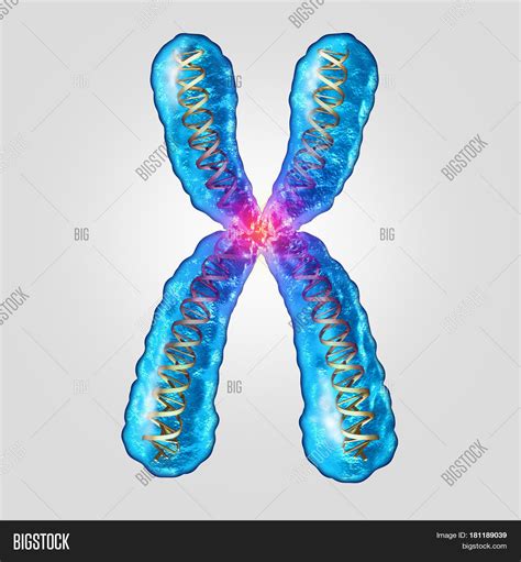 Chromosome Genetic Dna Image & Photo (Free Trial) | Bigstock