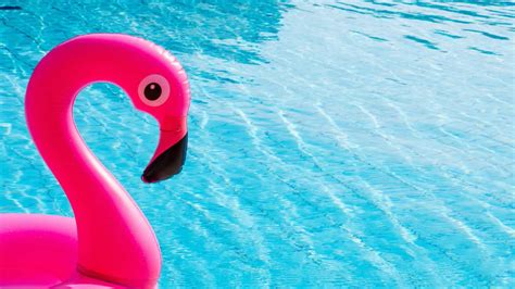 Pink Flamingo Meaning on Cruises: What You Must Know!