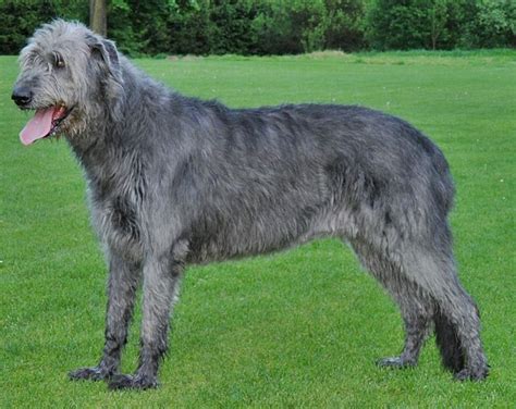 Irish Wolfhound - Wikipedia