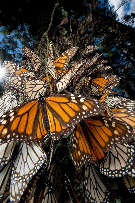 Monarch Butterfly Migration Map 2022