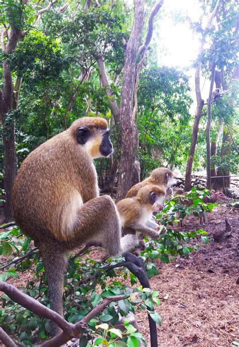 Green Monkeys in Barbados | Wildlife reserve, Wildlife, Barbados