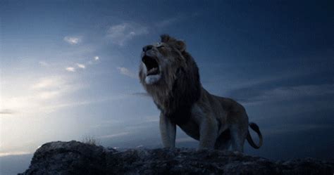 Lion King Roar Gif