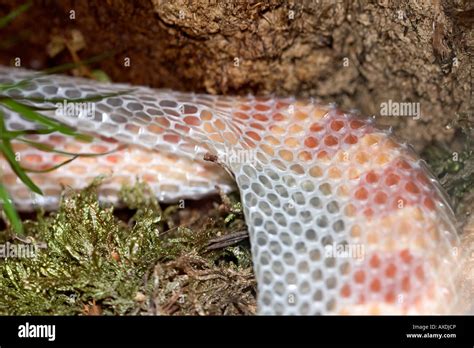 Corn snake shedding skin Stock Photo - Alamy