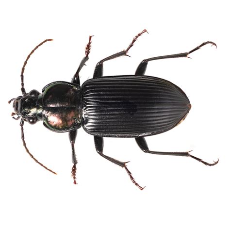 Ground Beetle Identification & Info | Bug Out - Pest Control and ...