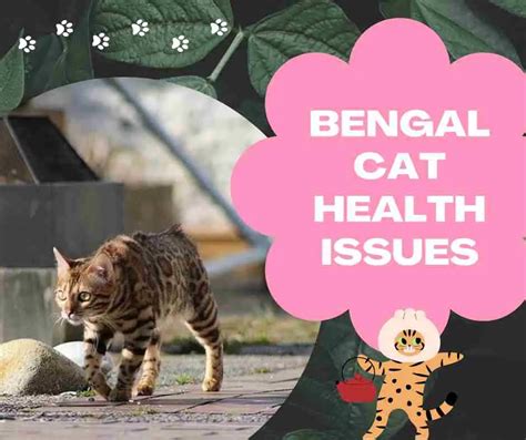 14 Most Common Bengal Cat Health Issues You Should Know