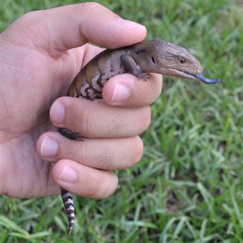 Blue-tongued Skink Facts, Habitat, Diet, Pet Care, Babies, Pictures