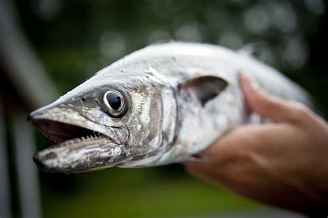 King Mackerel on the Cape? | On The Water