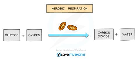 Aerobic Respiration | Cambridge O Level Biology Revision Notes 2023