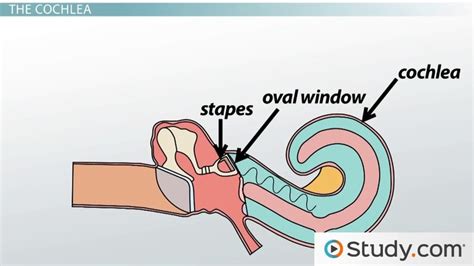 Ear Anatomy Oval Window