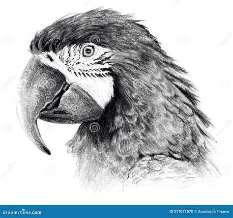 Parrot Pencil Drawing Outline