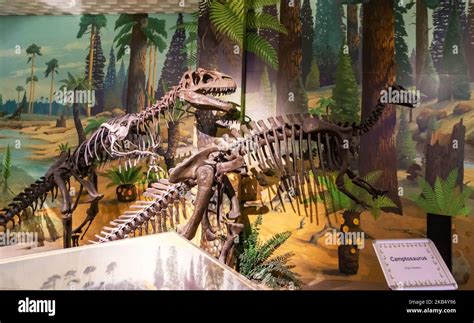 World Museum Liverpool - Dinosaurs and Natural World Stock Photo - Alamy