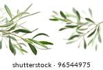 Wild Olive Tree Leaves Free Stock Photo - Public Domain Pictures