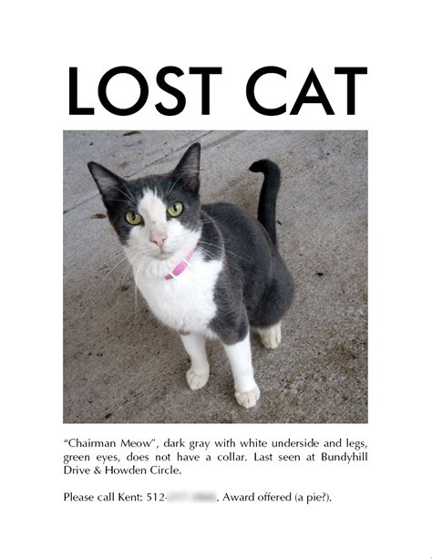 7 Tips for Finding Your Lost Cat - iHeartCats.com