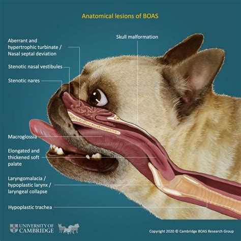 BOAS Surgery | Macquarie Vetz Animal Centre