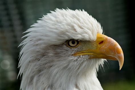 File:Bald eagle head closeup.jpg - Wikimedia Commons