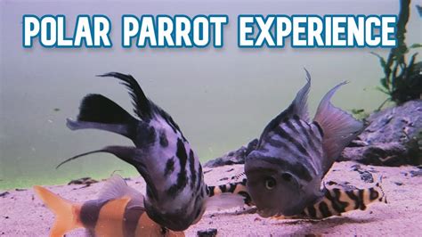 Polar Blue Parrot Cichlid | My Experience Keeping - YouTube