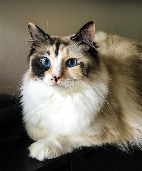 List 91+ Pictures Images Of Ragdoll Cats Stunning