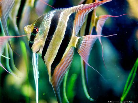 Angelfish types 2016 | Aquarium Fish Forum | 247594