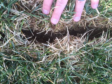 Vole Trenches in Lawn (Photos) [Backyard Neophyte Landscaping Blog]