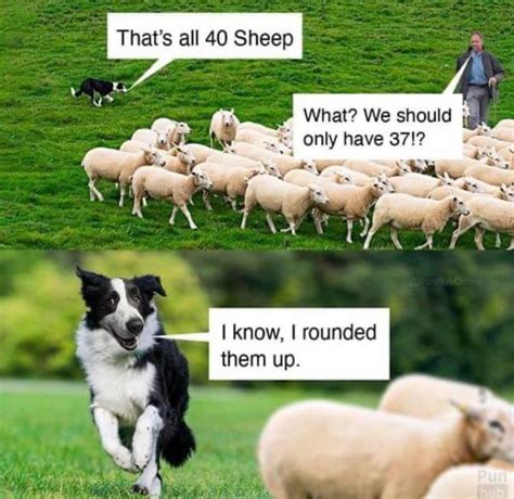 Funny Sheep Memes