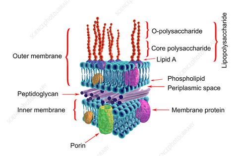 Gram-negative bacterial cell wall, illustration - Stock Image - F018 ...