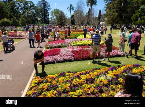 Carnival of Flowers - Toowoomba Stock Photo - Alamy