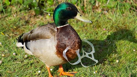 Stowmarket Town Council | How litter harms our wildlife - Stowmarket ...