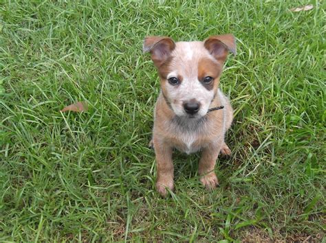 red heeler puppy | Australian Cattle Dogs | Pinterest | Animal, Cattle ...