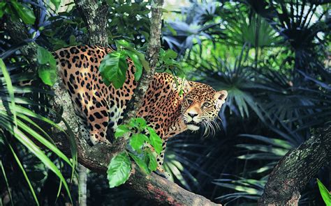 Wallpaper : animals, wildlife, big cats, Zoo, jungle, leopard, Ocelot ...