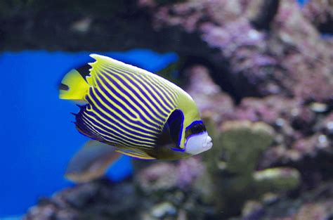 Emperor Angelfish Care Guide & Species Profile | Fishkeeping World