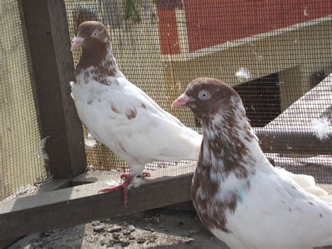 Pakistani Tipplers (Kabootar Baaz) | UK & USA Pigeons | Fancy Pigeons ...