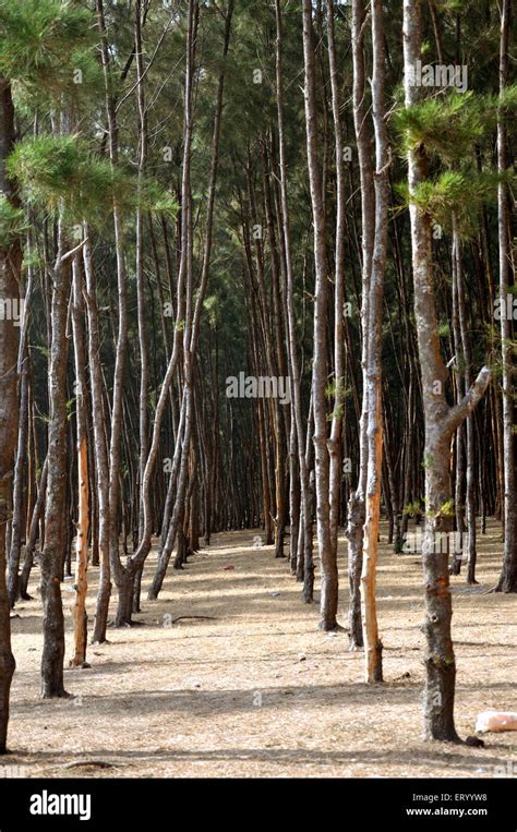 Casuarina Tree Stock Photos & Casuarina Tree Stock Images - Alamy